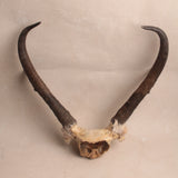 Heirloom Deer Antlers