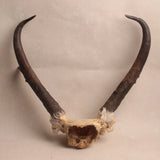 Heirloom Deer Antlers
