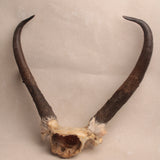 Heirloom Deer Antlers