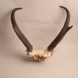 Heirloom Deer Antlers