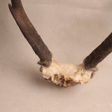 Heirloom Deer Antlers